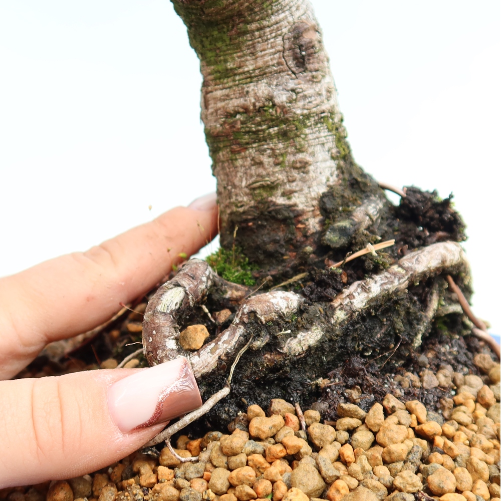 Venkovní bonsai - Pinus mugo Humpy  - Borovice kleč