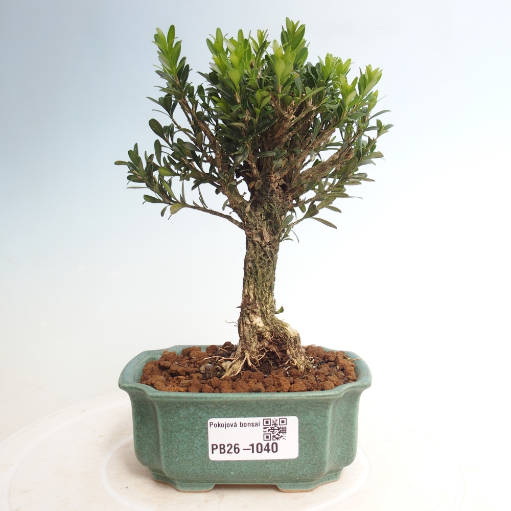 Pokojová bonsai - Buxus harlandii -korkový buxus