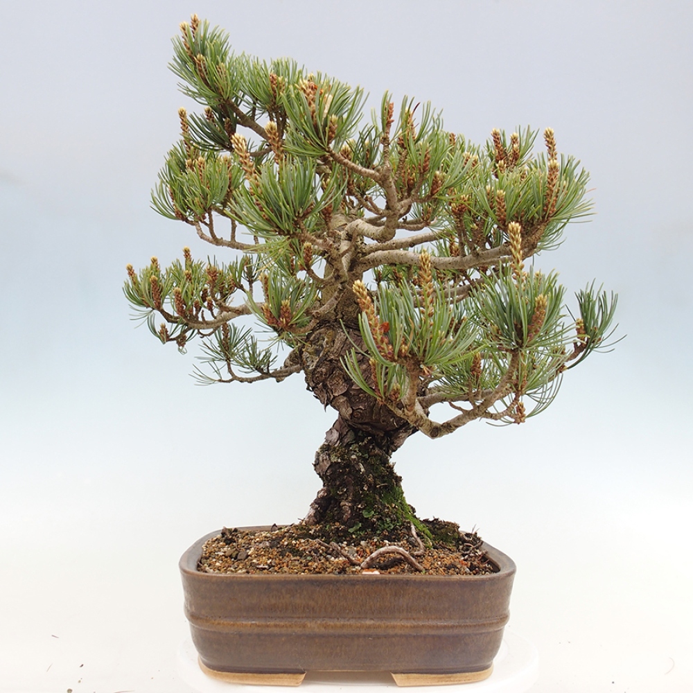Venkovní bonsai - Pinus parviflora - Borovice drobnokvětá