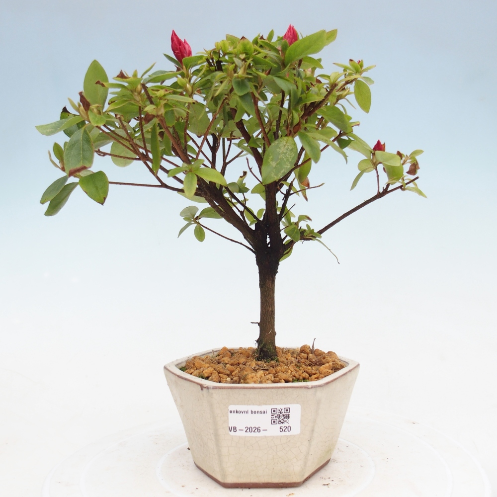 Venkovní bonsai - Japonská azalka - Azalea sp.