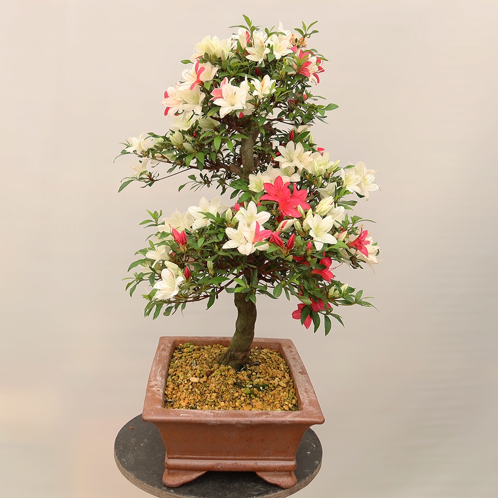 Venkovní bonsai - Japonská azalka - Azalea Chihiro