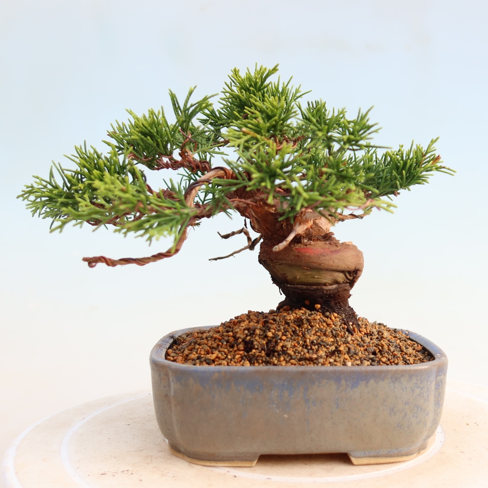 Venkovní bonsai - Juniperus chinensis Itoigawa -Jalovec čínský