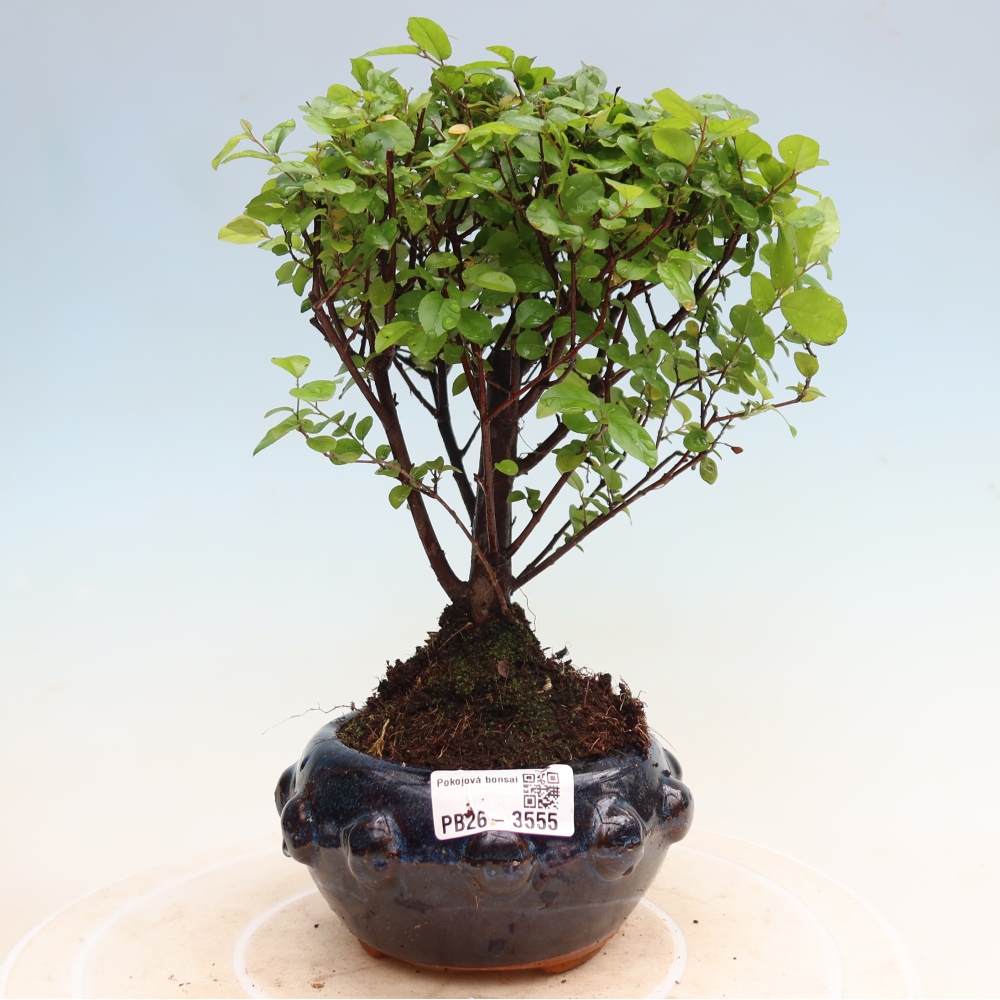 Pokojová bonsai - Sagerécie thea - Sagerécie thea