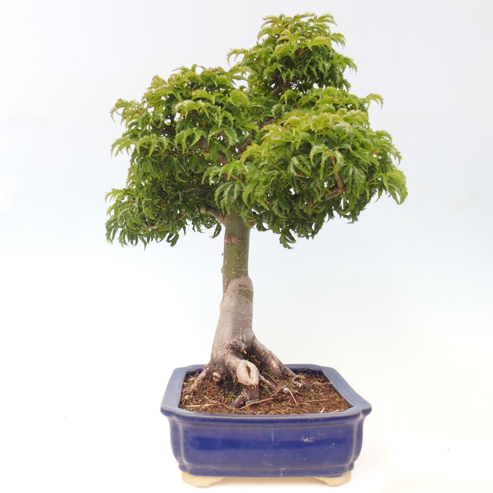 Venkovní bonsai -Javor dlanitolistý Acer palmatum Shishigashira