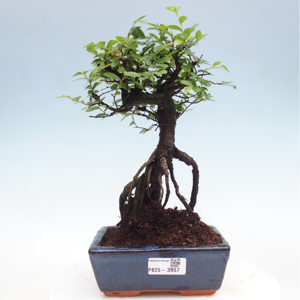 Pokojová bonsai - Ulmus parvifolia - Malolistý jilm