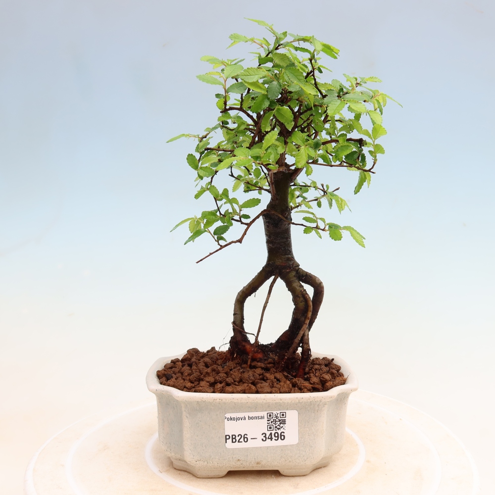 Pokojová bonsai - Ulmus parvifolia - Malolistý jilm