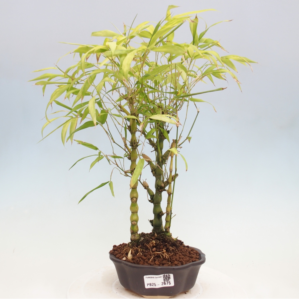 Pokojová bonsai - Bambus budha-Bambus budhovo břicho
