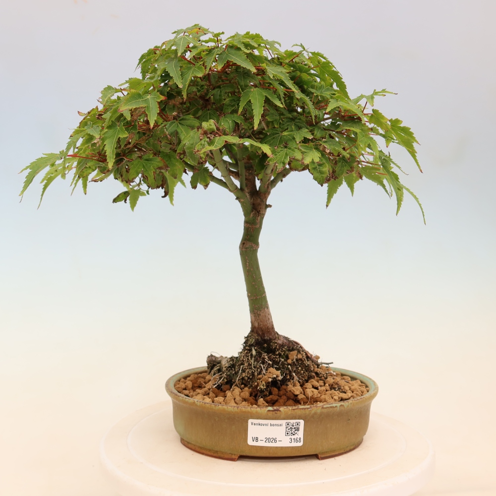 Acer palmatum KIOHIME - Javor dlanitolistý
