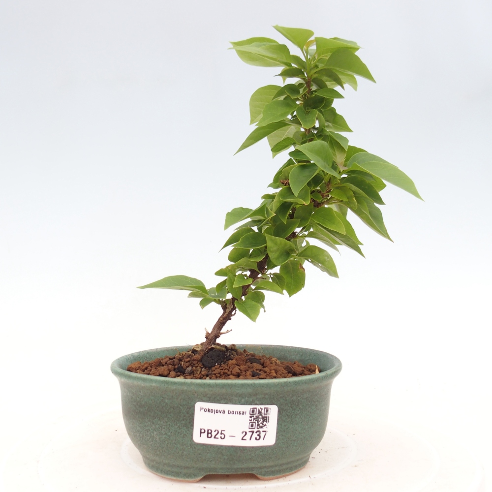 Pokojová bonsai - Bouganwilea