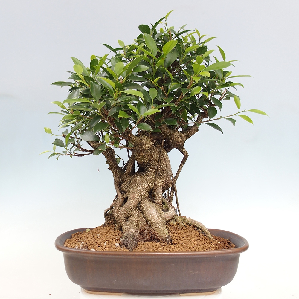 Pokojová bonsai - Ficus kimmen -  malolistý fíkus - POUZE OSOBNÍ ODBĚR nebo paletová přeprava