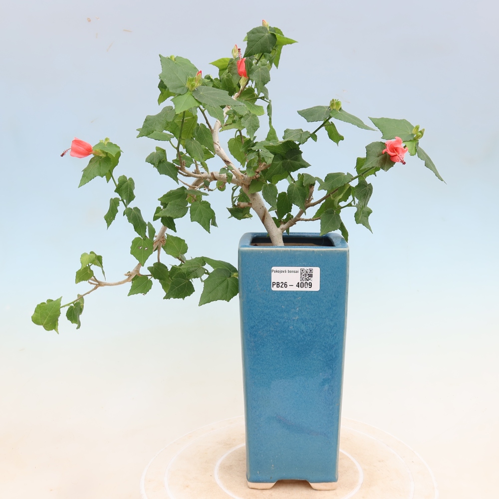 Pokojová bonsai - Malvaviscus arboreus - ibiškovec dřevnatý