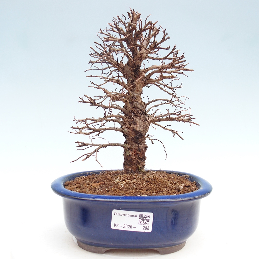 Venkovní bonsai - Zelkova - Zelkova NIRE
