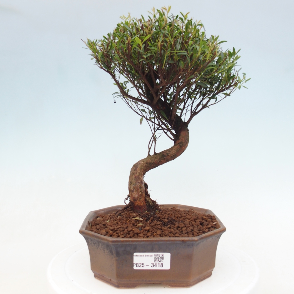 Pokojová bonsai - Syzygium - Pimentovník