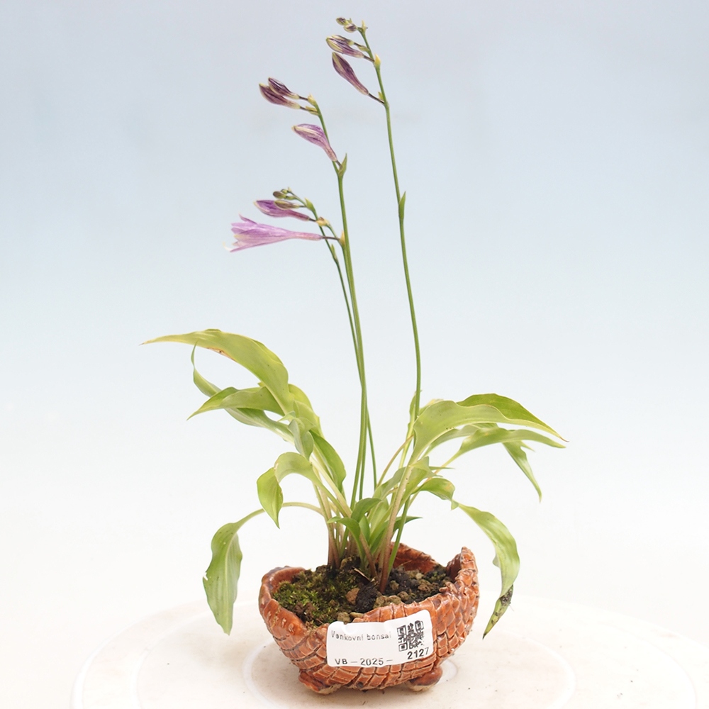 Venkovní bonsai - Mini Hosta - Bohyška