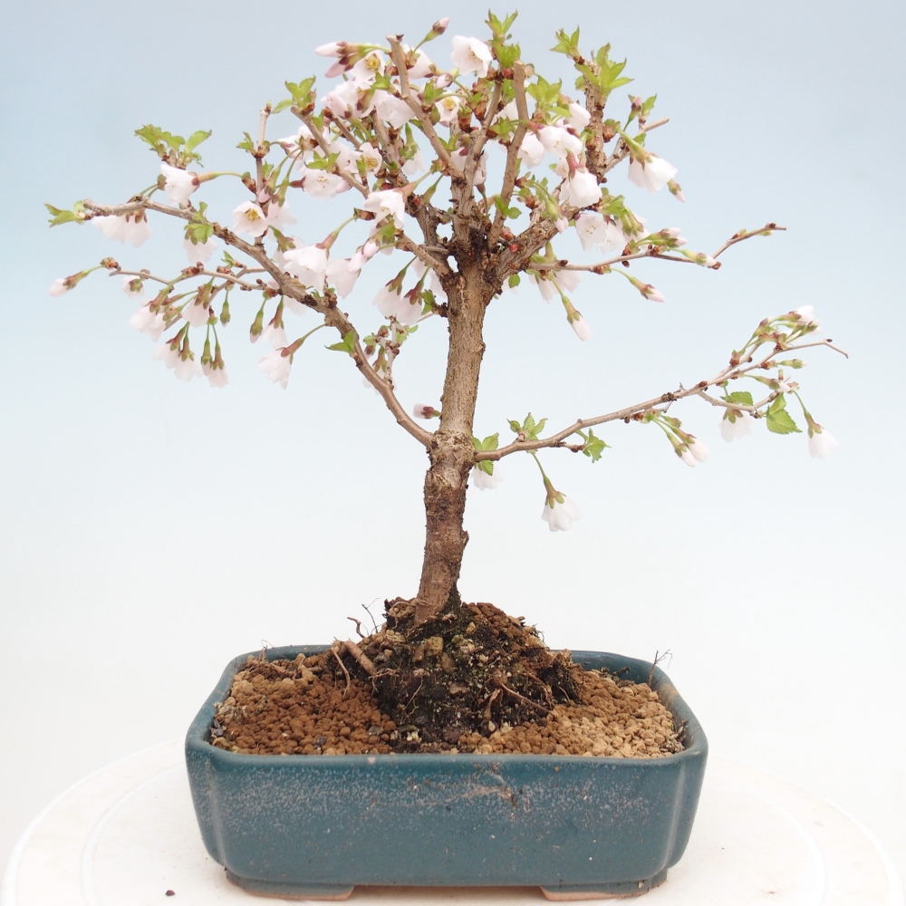 Venkovní bonsai - Prunus incisa Kojou-no mai-Slivoň vyříznutá