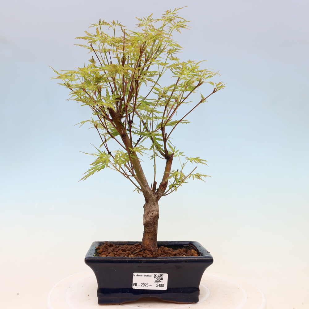 Venkovní bonsai - Acer palmatum Dissectum - Javor dlanitolistý 
