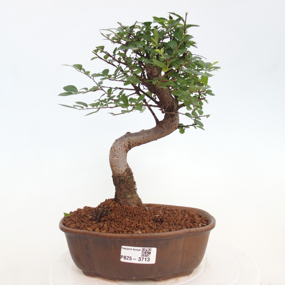 Pokojová bonsai - Ulmus parvifolia - Malolistý jilm