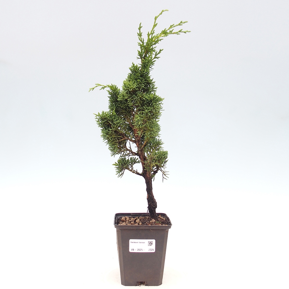 Venkovní bonsai - Juniperus chinensis Kishu -Jalovec čínský