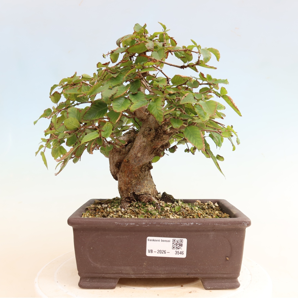 Venkovní bonsai -Carpinus CARPINOIDES - Habr korejský