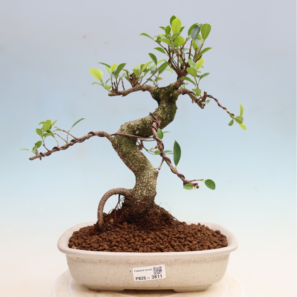 Pokojová bonsai - Ficus kimmen -  malolistý fíkus