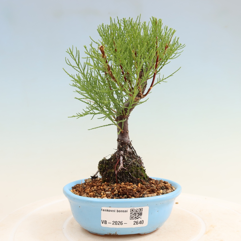 Venkovní bonsai - Tamaryšek - Tamarix