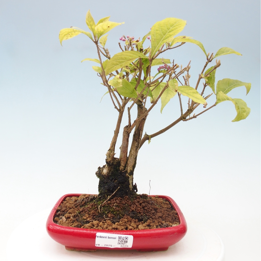 Venkovní bonsai - krásnoplodka - Callicarpa japonica