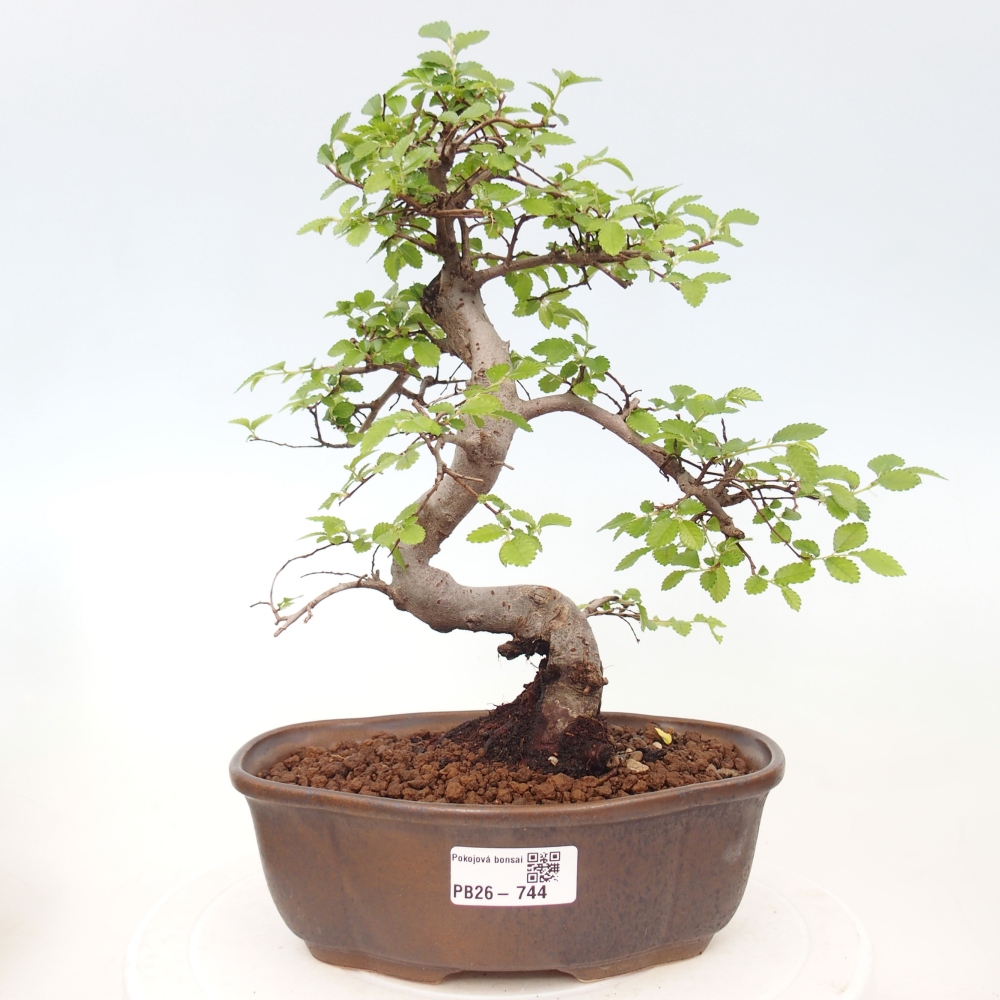 Pokojová bonsai - Ulmus parvifolia - Malolistý jilm