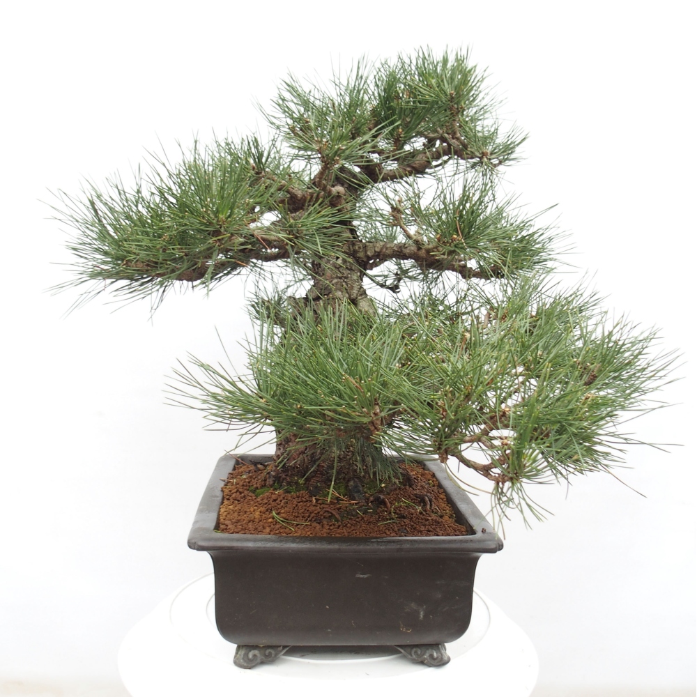 Venkovní bonsai - Pinus thunbergii - Borovice thunbergova