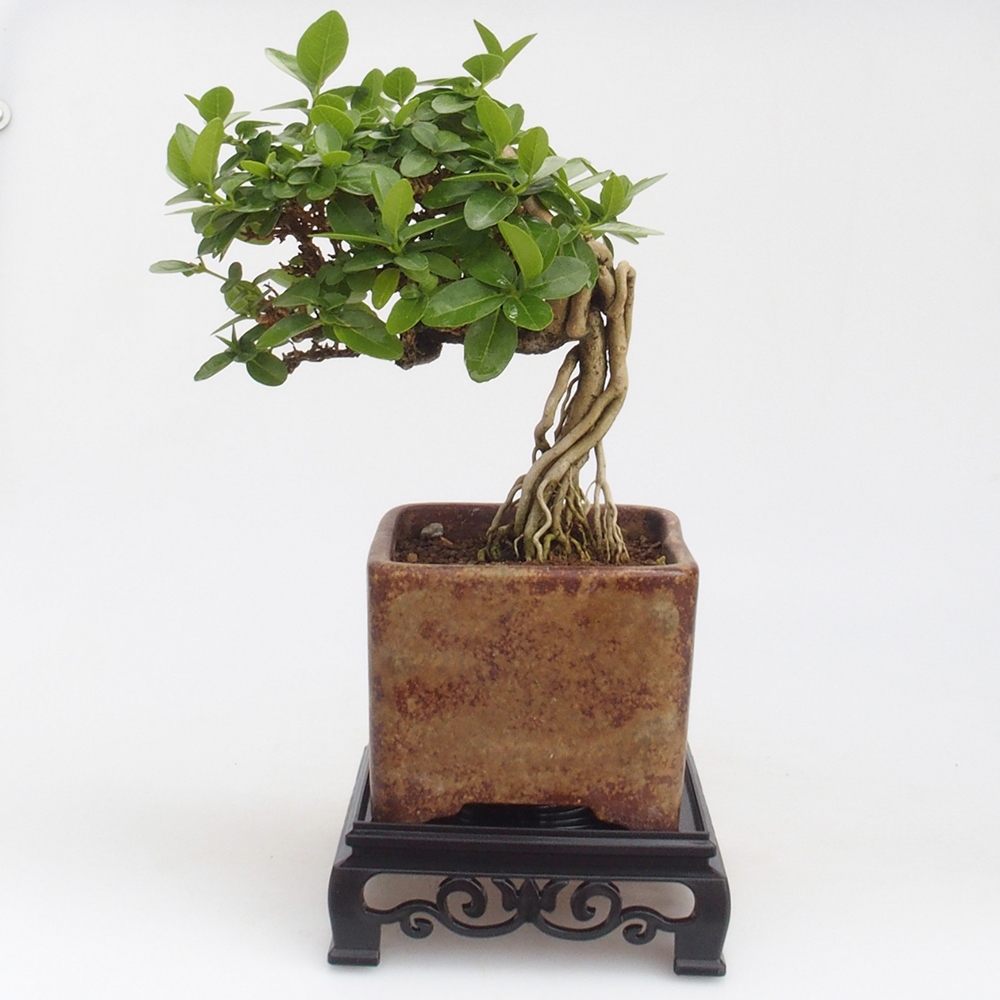 Bonsai stolek plastový čtverec 12,5 x 12,5 x 4 cm, barva černá