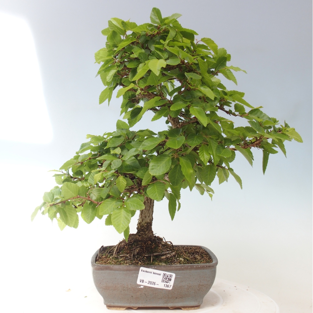 Venkovní bonsai -Carpinus CARPINOIDES - Habr korejský