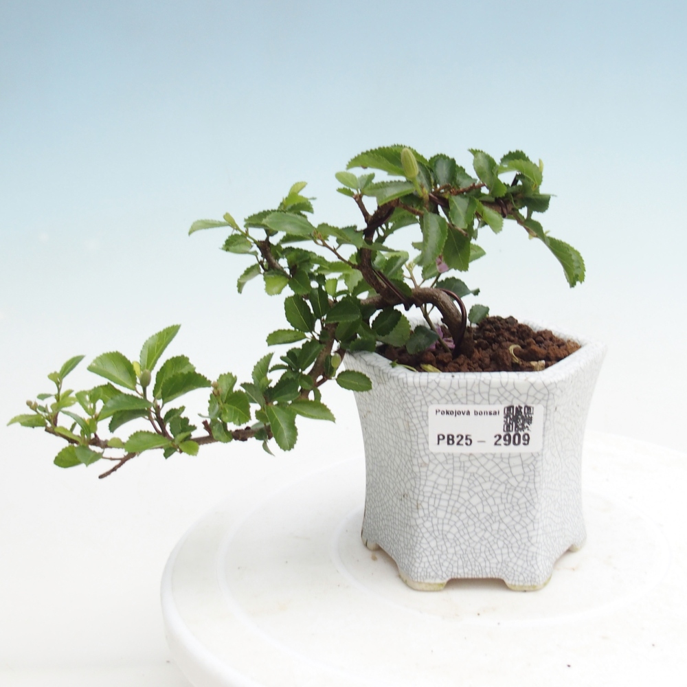 Pokojová bonsai - Grewia occidentalis - Hvězdice levandulová