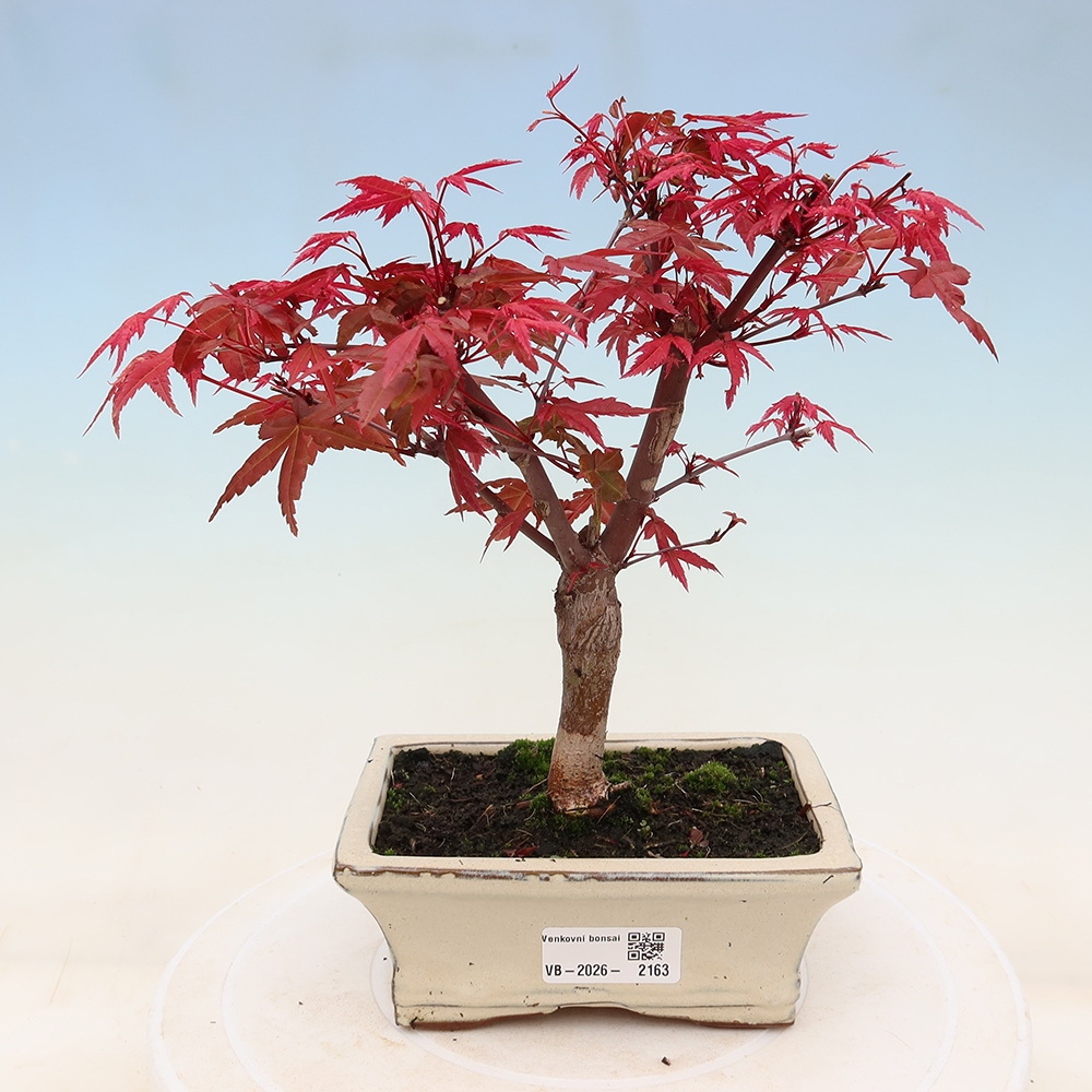 Venkovní bonsai - Javor dlanitolistý - Acer palmatum DESHOJO