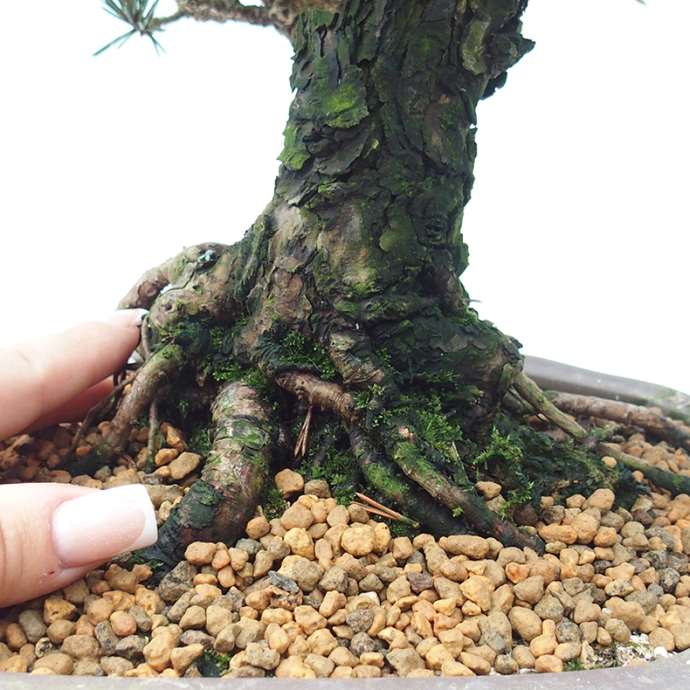 Venkovní bonsai - Pinus thunbergii Kotobuki - Borovice thunbergova
