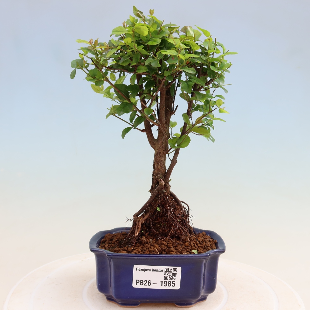 Pokojová bonsai - Sagerécie thea - Sagerécie thea