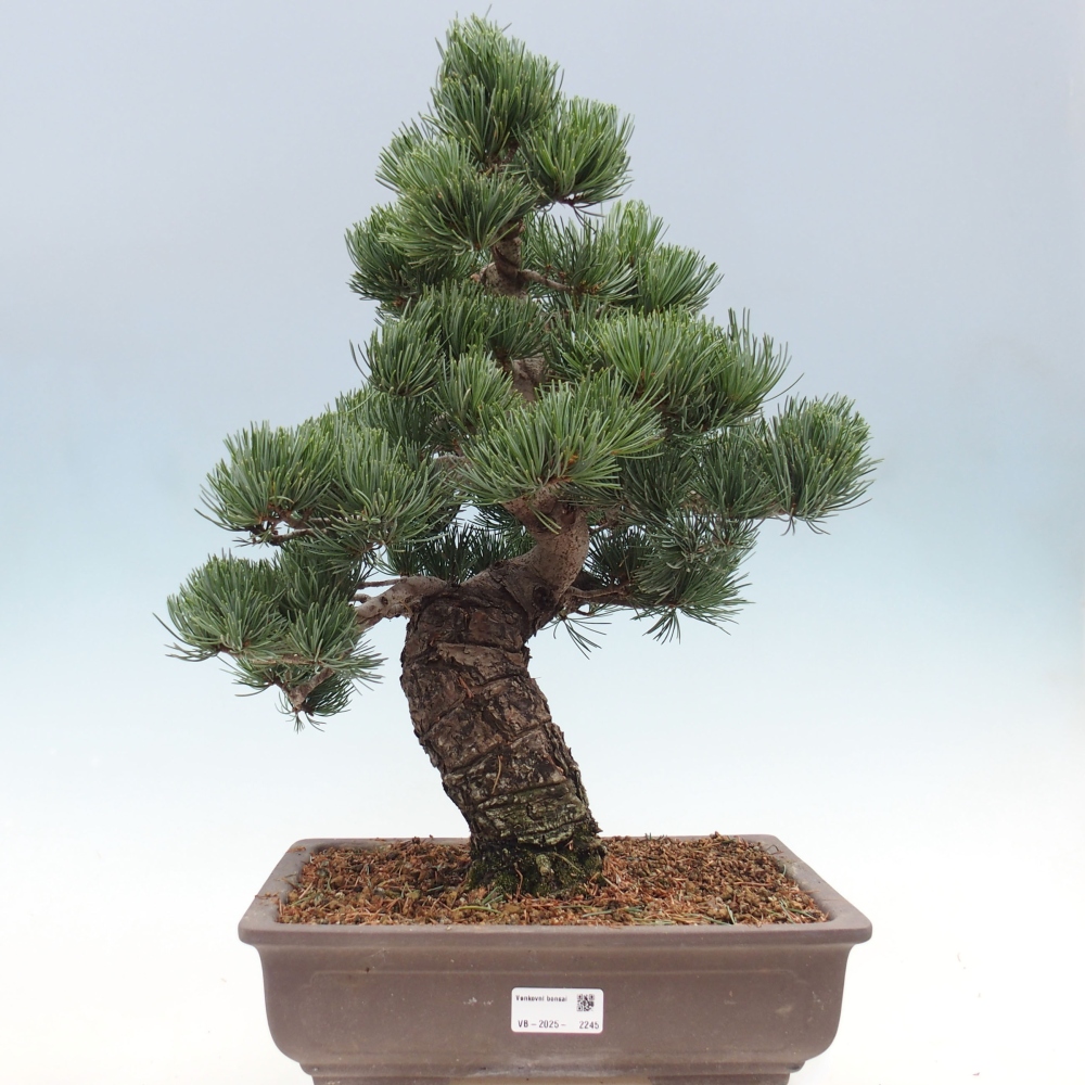 Venkovní bonsai - Pinus parviflora - Borovice drobnokvětá