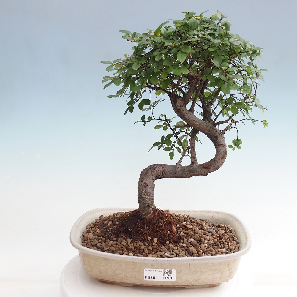 Pokojová bonsai - Ulmus parvifolia - Malolistý jilm