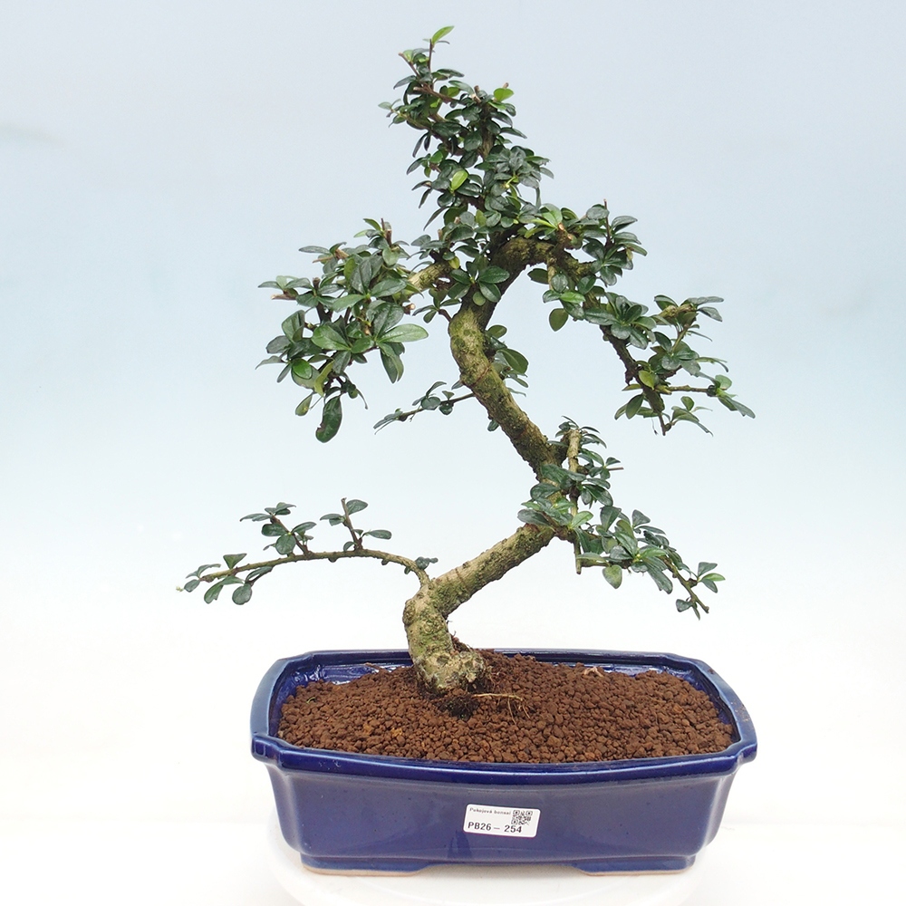 Pokojová bonsai - Carmona macrophylla - Čaj fuki