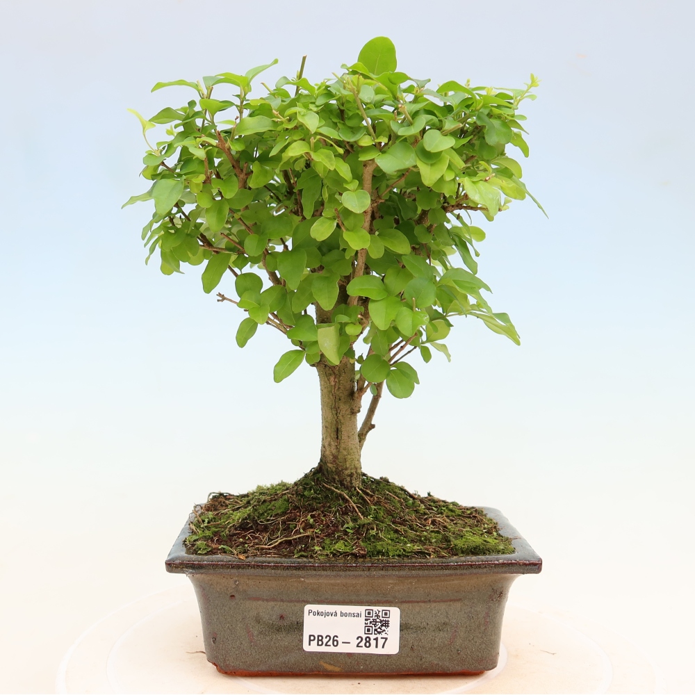 Pokojová bonsai -Ligustrum chinensis - Ptačí zob