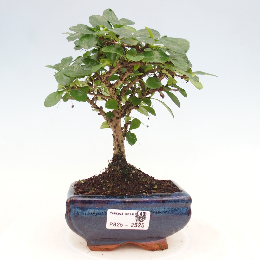 Pokojová bonsai - Carmona macrophylla - Čaj fuki