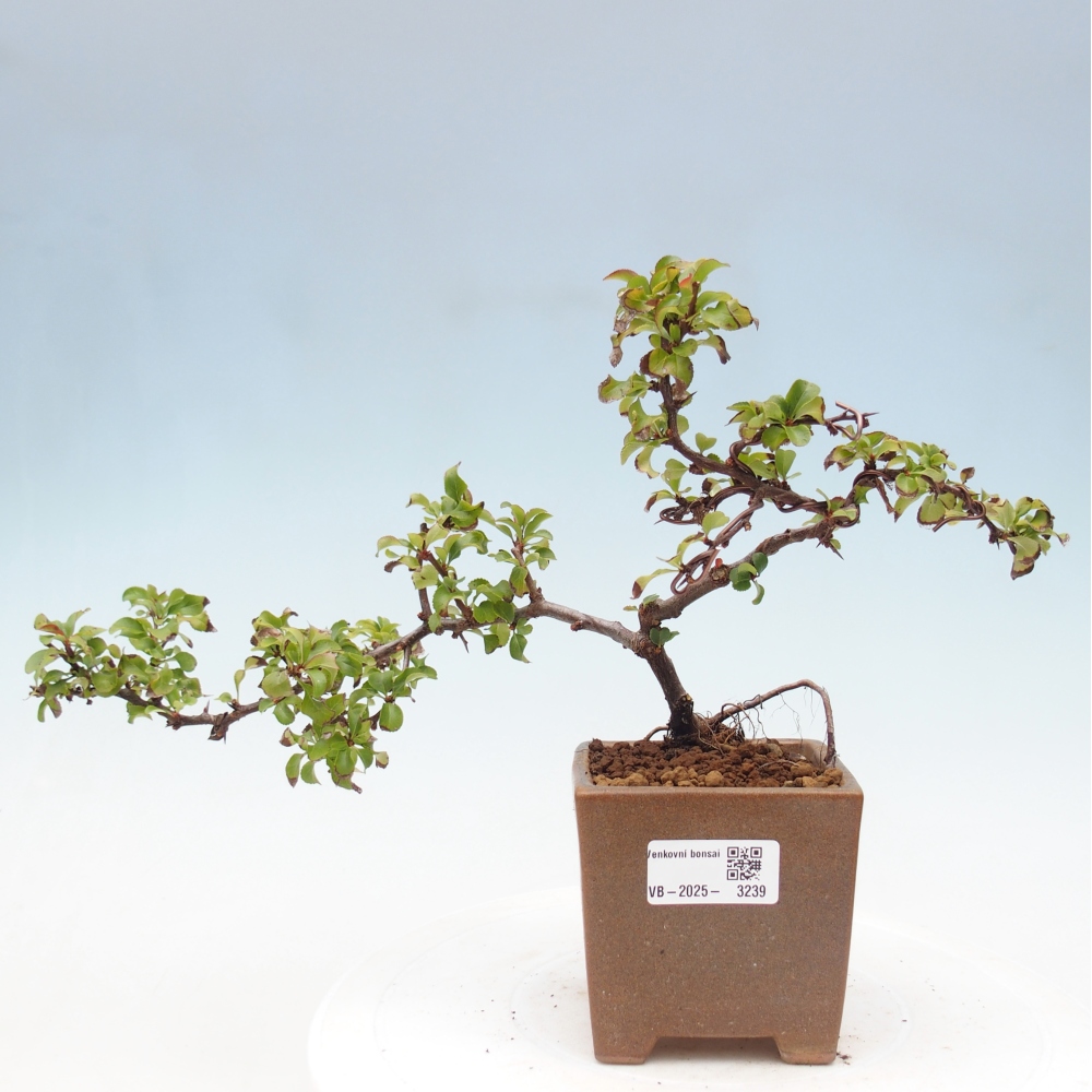 Venkovní bonsai - Chaneomeles s. Red Joy - Kdoulovec 