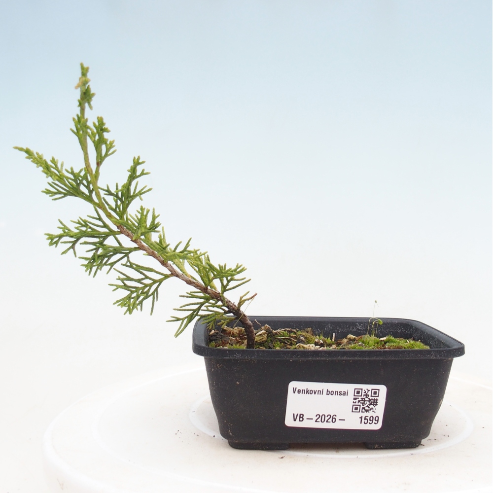 Venkovní bonsai - Juniperus chinensis Itoigawa -Jalovec čínský