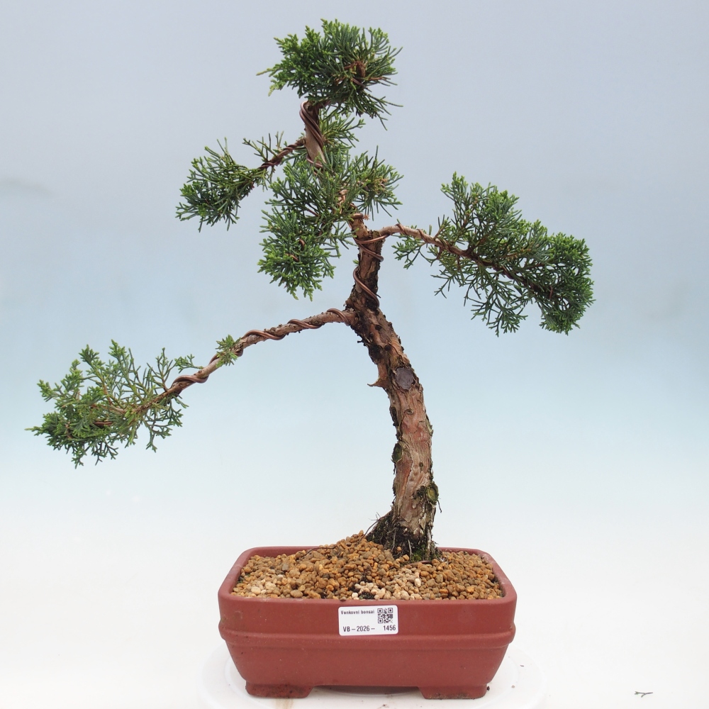 Venkovní bonsai - Juniperus chinensis Kishu -Jalovec čínský