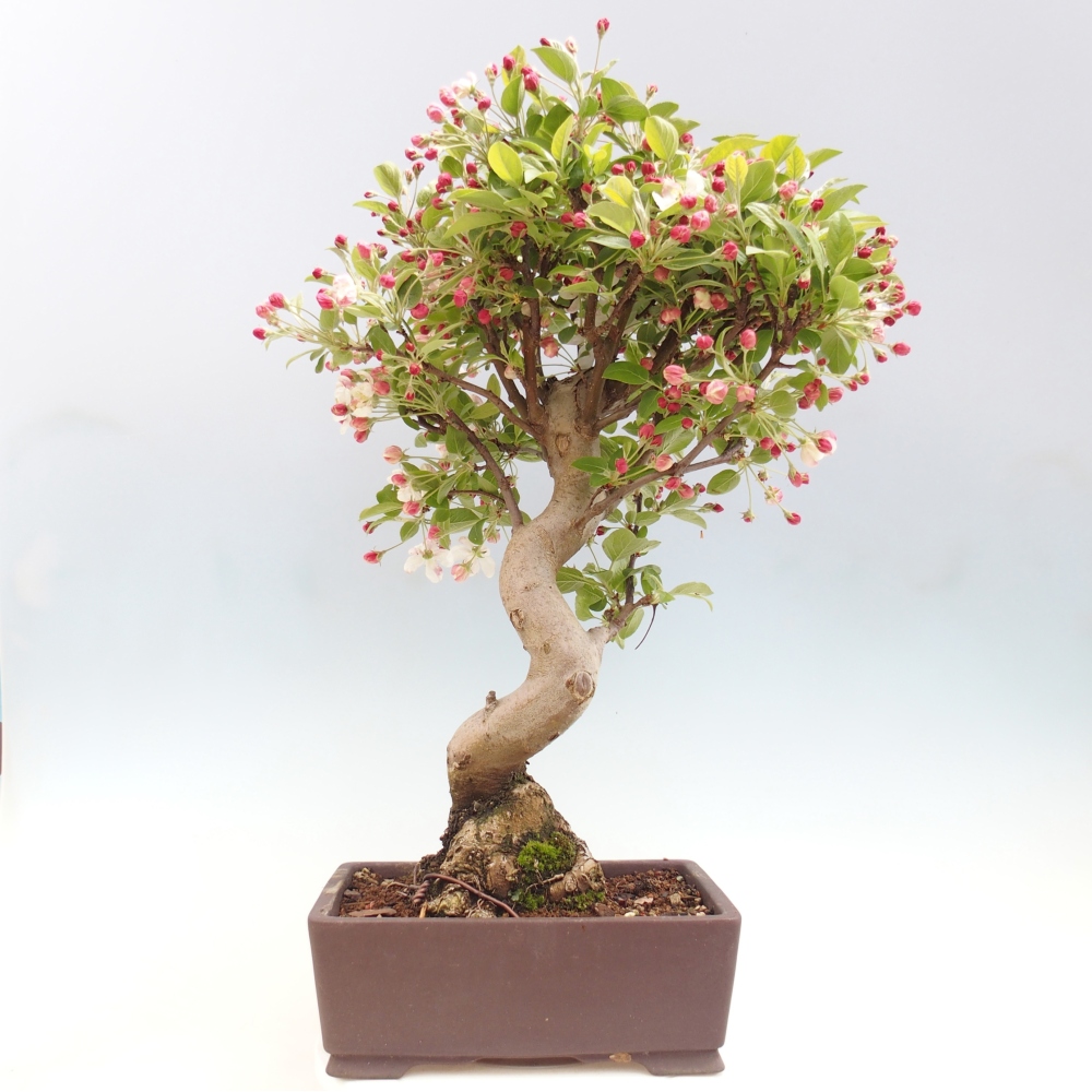 Venkovní bonsai -Malus halliana - Maloplodá jabloň