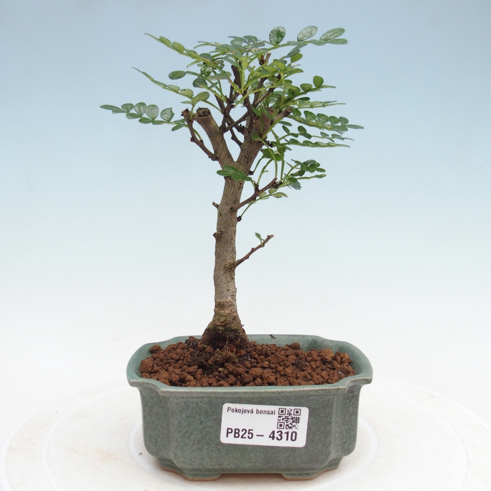 Pokojová bonsai - Zantoxylum piperitum - pepřovník