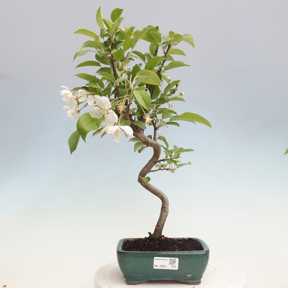 Venkovní bonsai -Malus halliana - Maloplodá jabloň