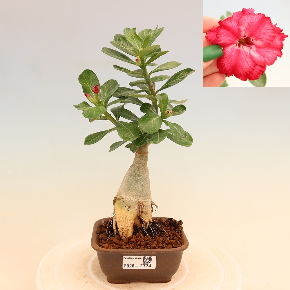 Pokojová bonsai - Adenium obesum roubovaná V.F.S.326  - Pouštní růže