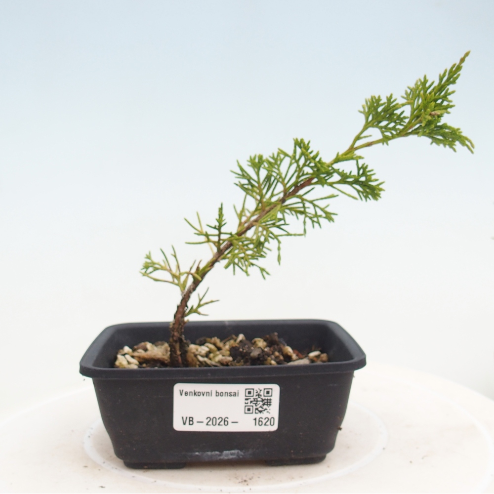 Venkovní bonsai - Juniperus chinensis Itoigawa -Jalovec čínský