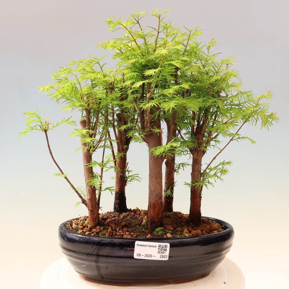 Venkovní bonsai - Metasequoia glyptostroboides - Metasekvoje čínská - lesík