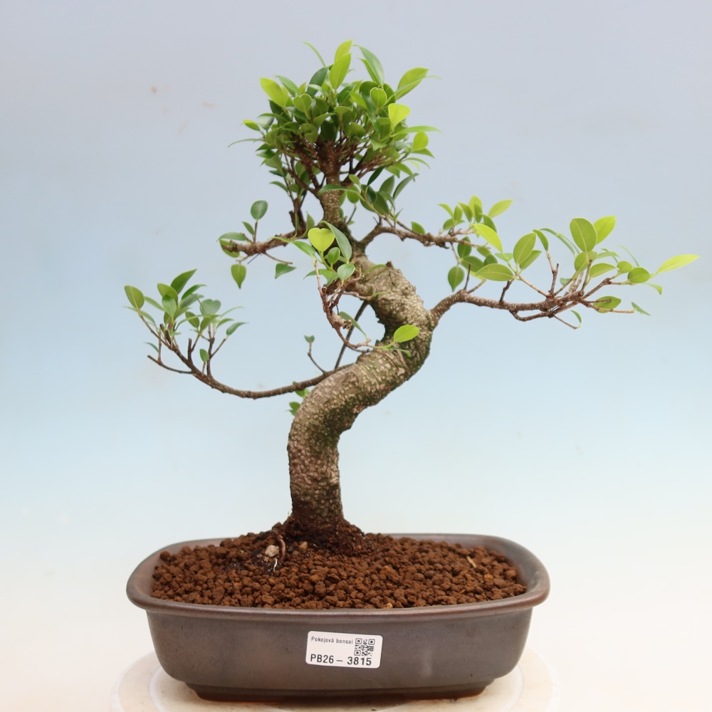 Pokojová bonsai - Ficus kimmen -  malolistý fíkus