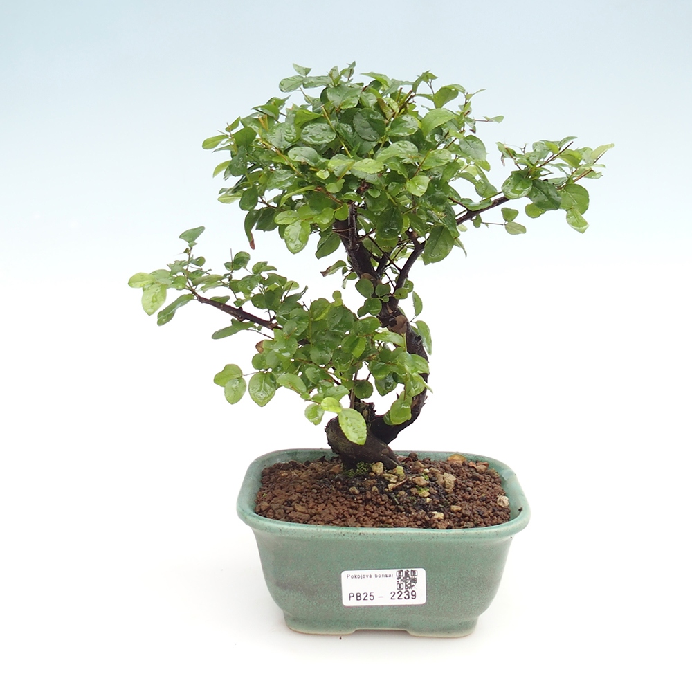 Pokojová bonsai - Sagerécie thea - Sagerécie thea